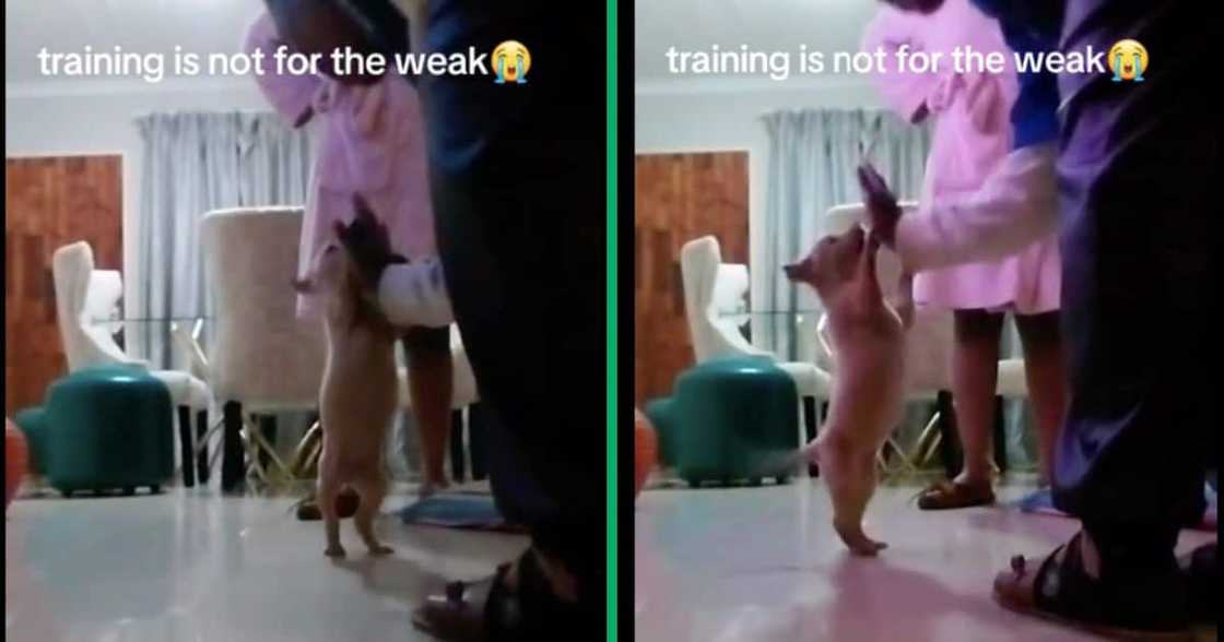 A woman's Jack Russell high-fives her in a video A woman's Jack Russell high-fives her in a video