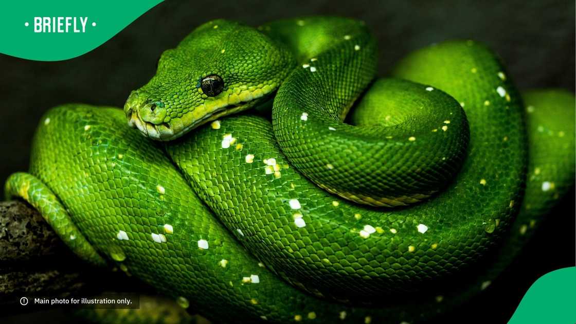 A green snake on a branch. A green snake on a branch.