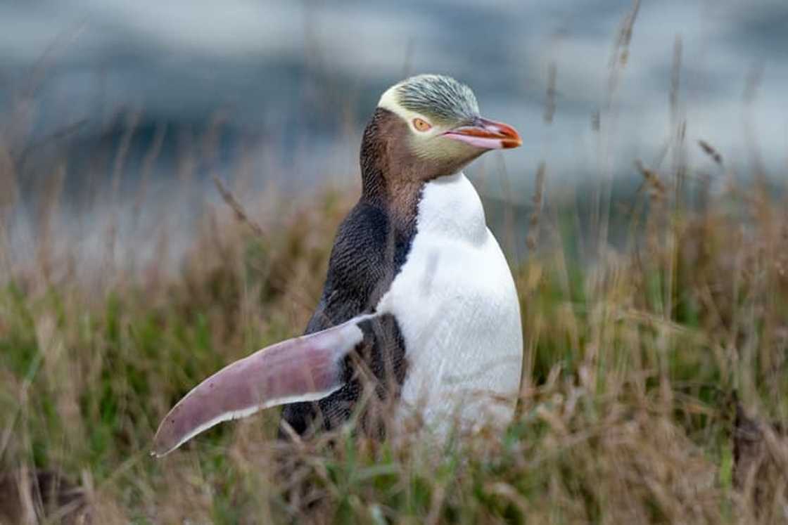 Yellow-eyed penguin Yellow-eyed penguin