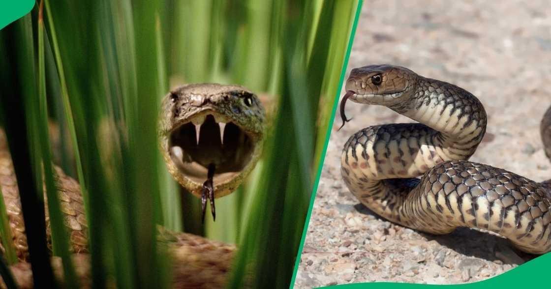 SA's top 2024 snake stories SA's top 2024 snake stories