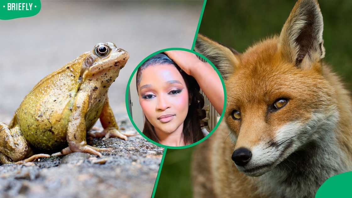 A woman included frogs and foxes in her meal. A woman included frogs and foxes in her meal.