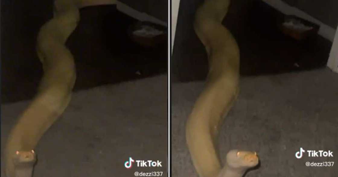 Snake Leaving Bathroom Snake Leaving Bathroom