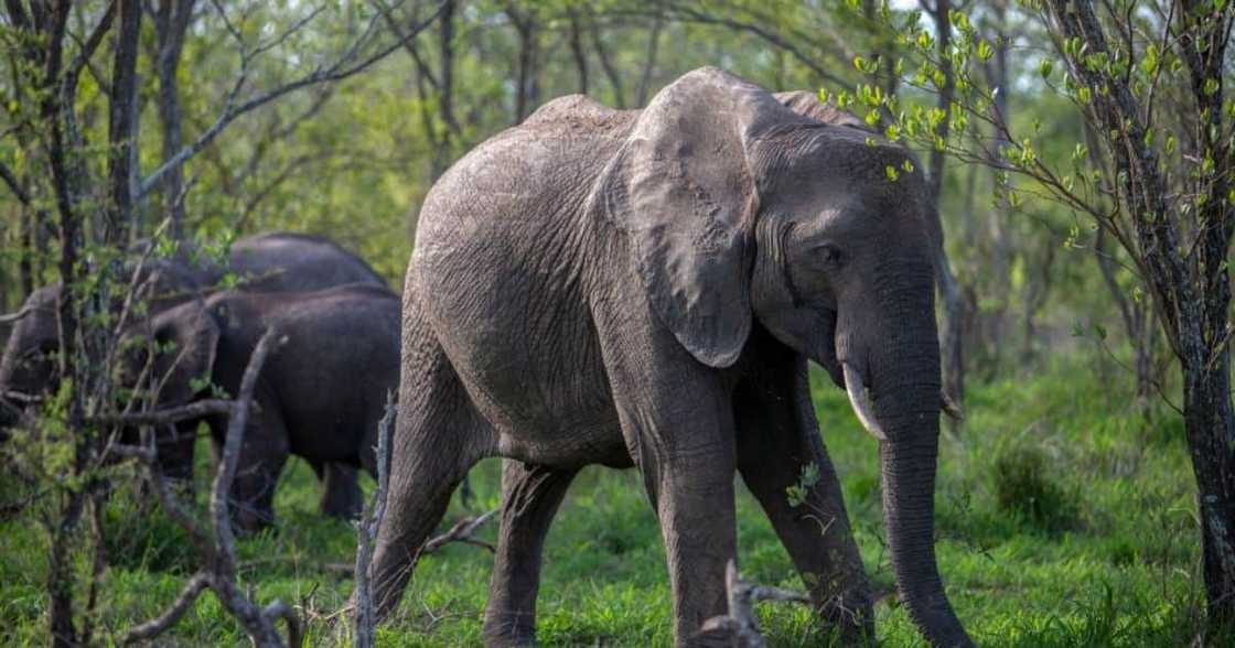 Paarl, gin, gin distellery, infused gin, elephant dung infused gin, JabuGin Paarl, gin, gin distellery, infused gin, elephant dung infused gin, JabuGin