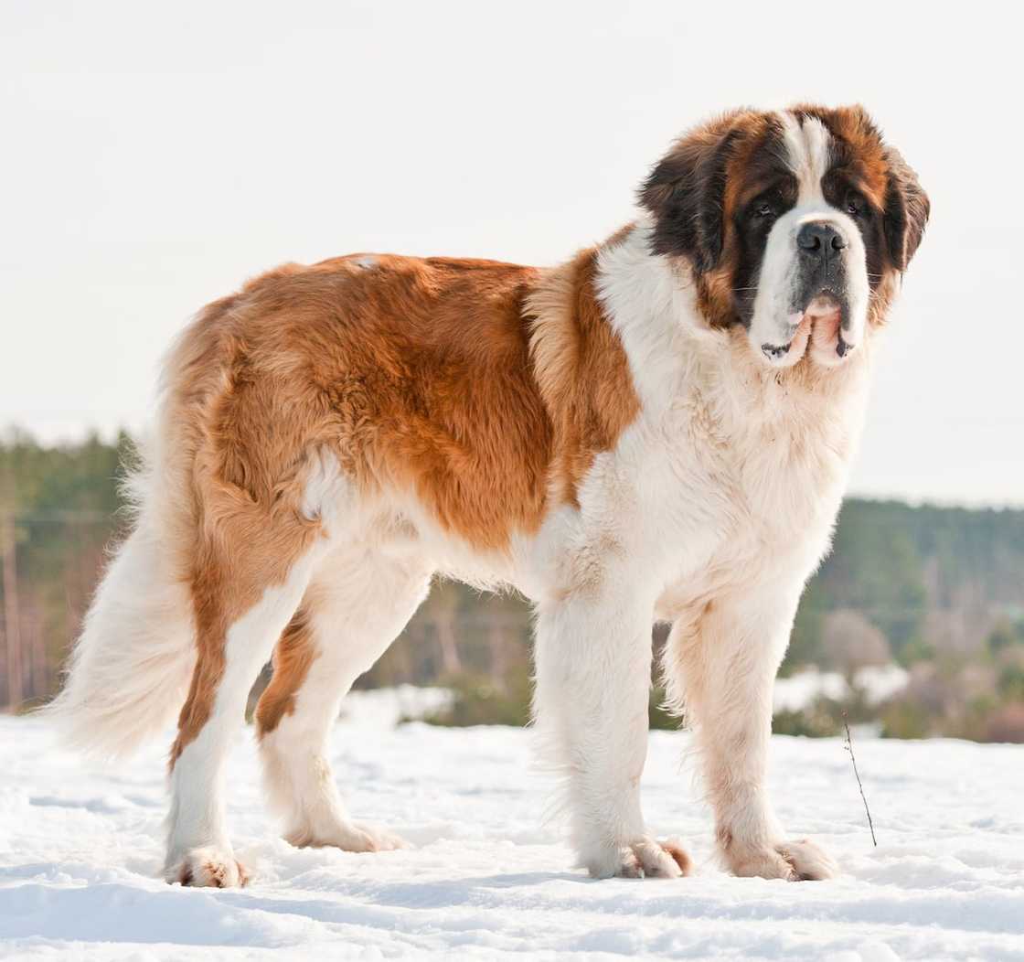 World's strongest dog breed World's strongest dog breed