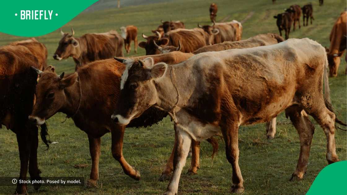 Man pays lobola more than three times for different women Man pays lobola more than three times for different women