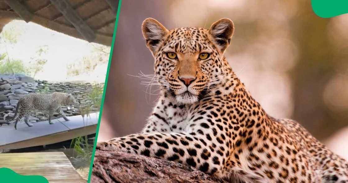 A leopard walked through a South African lodge's restaurant. A leopard walked through a South African lodge's restaurant.