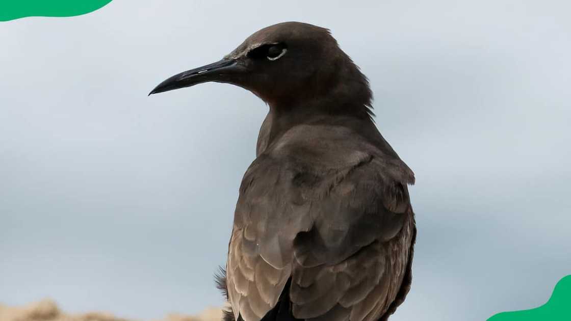 The noddy seabird