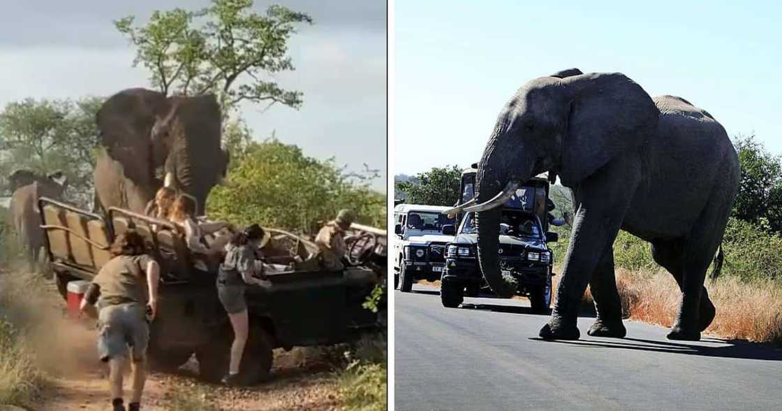 elephant, driving tips, south africa, wildlife, national park, kzn