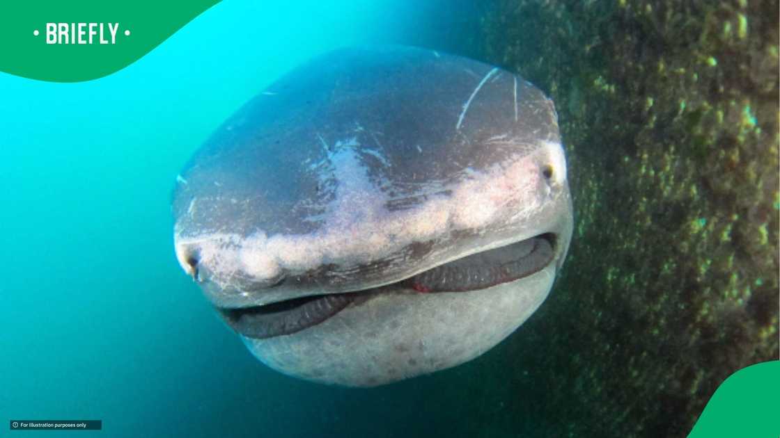 Megamouth shark retrieved in St Helena Bay Megamouth shark retrieved in St Helena Bay