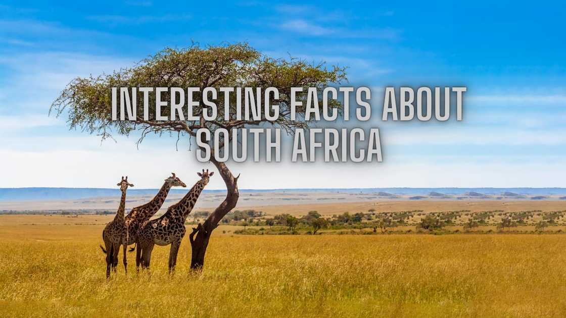 South Africa's cultural and natural features South Africa's cultural and natural features