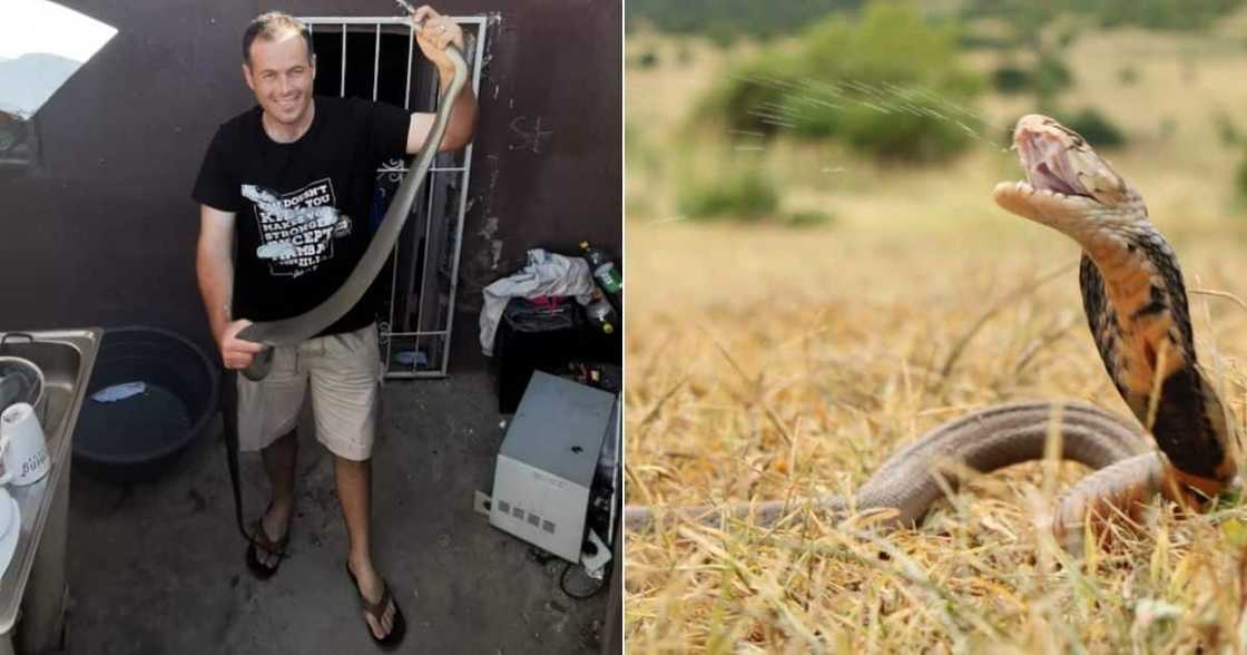 snake, rescue, venom, grass, woman, durban, nick, evans, cobra, charmer