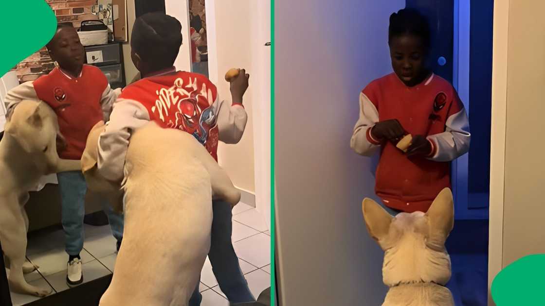 A young fella and his dog were captured having a fun moment A young fella and his dog were captured having a fun moment