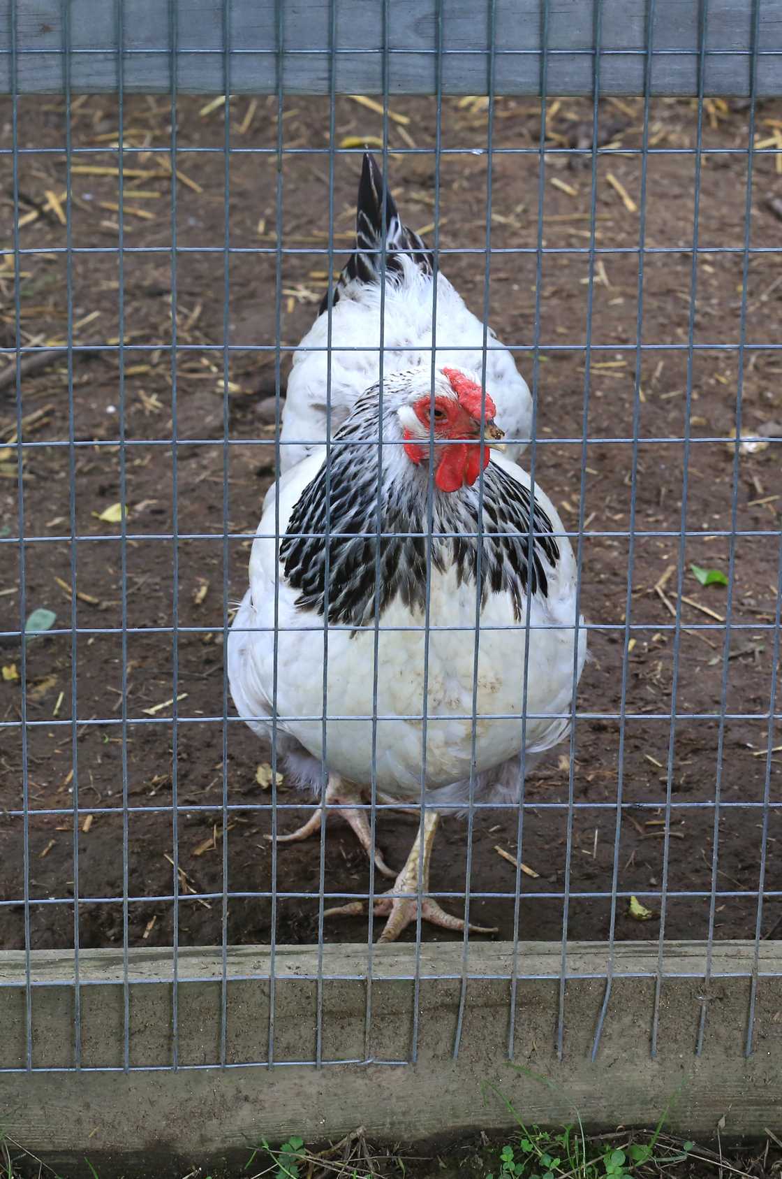 Light Brahma chicken Light Brahma chicken