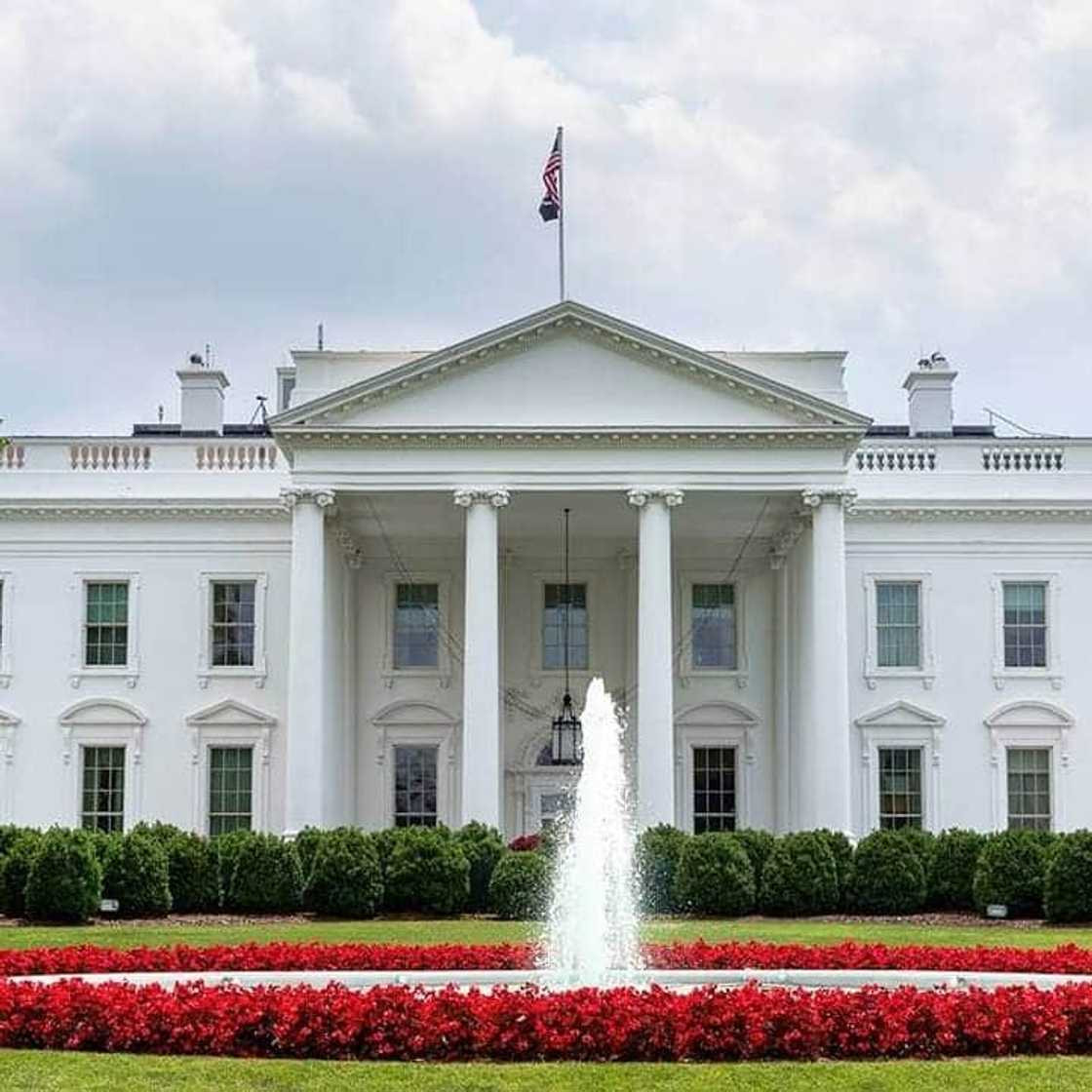 Journalists attacked by gang of raccoons at White House