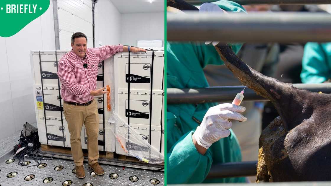 South Africa received one million Foot-and-Mouth Disease vaccines from Argentina