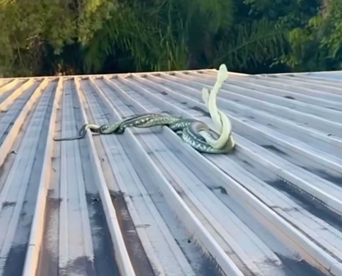 Two Coastal Carpet Pythons clashed on a house rooftop.