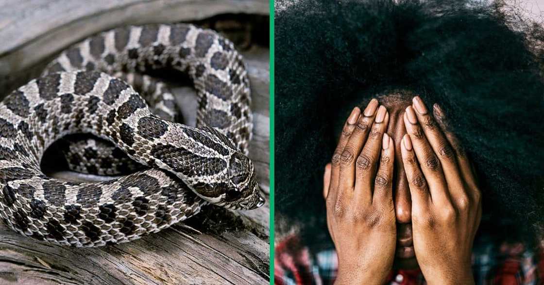 woman scared of puff adder