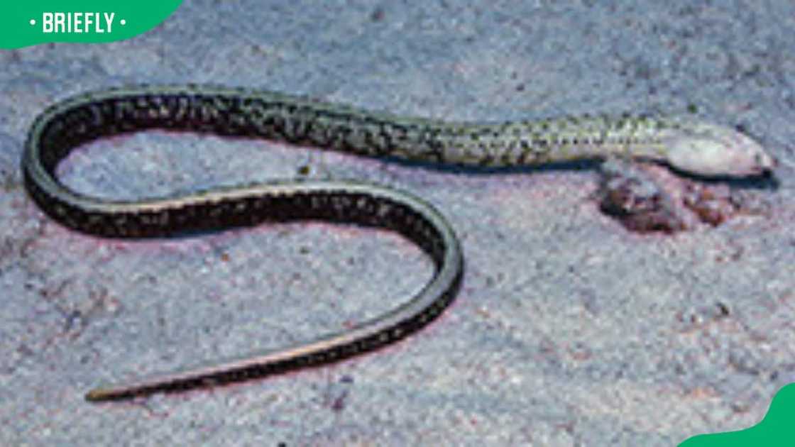 Animals with x Animals with x