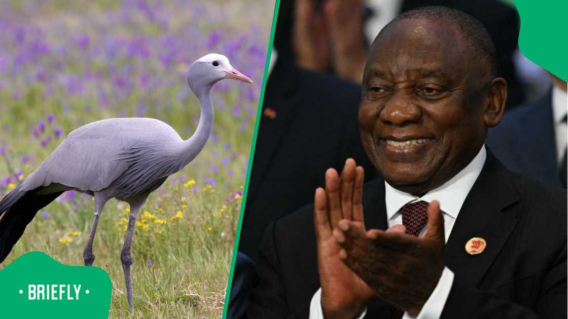 Cyril Ramaphosa saw a blue crane at Sun City. Cyril Ramaphosa saw a blue crane at Sun City.