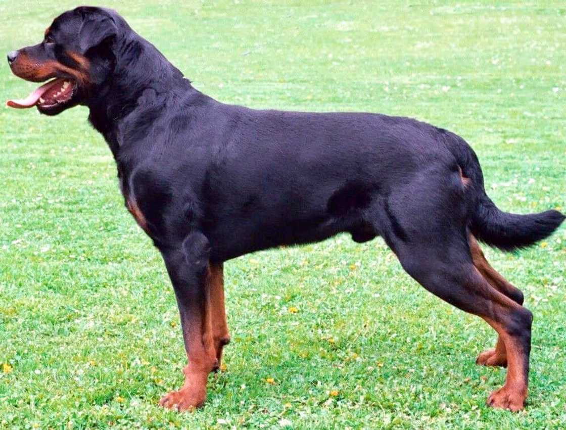 World's strongest dog breed