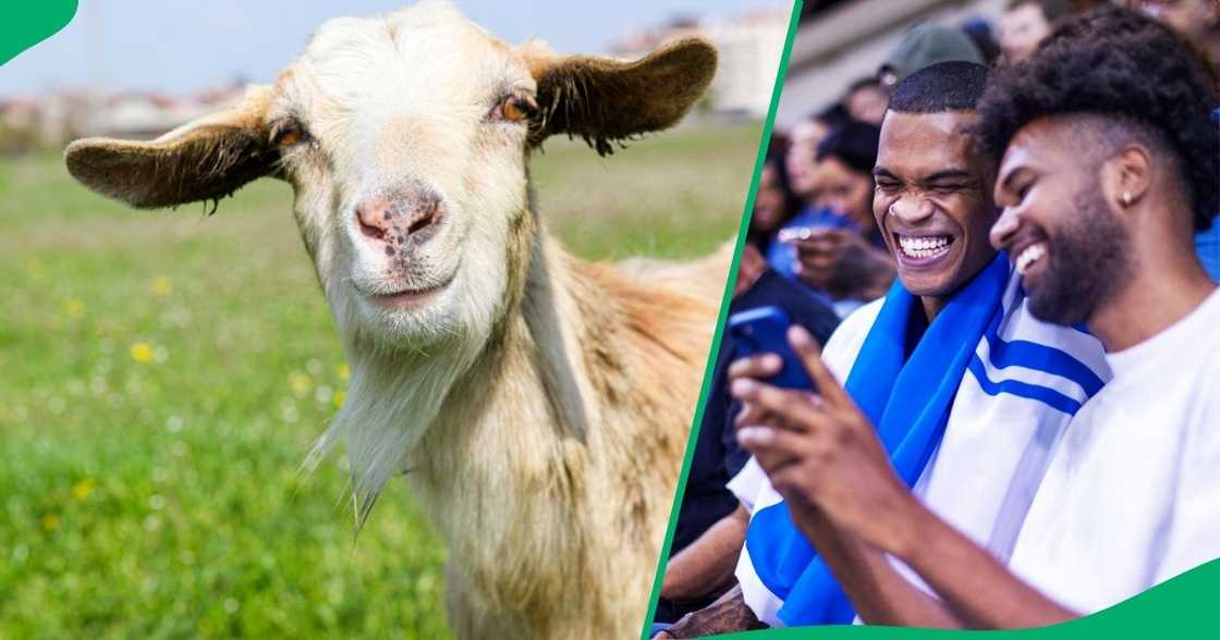 A young gentleman hilariously tried taking content with a little goat. A young gentleman hilariously tried taking content with a little goat.
