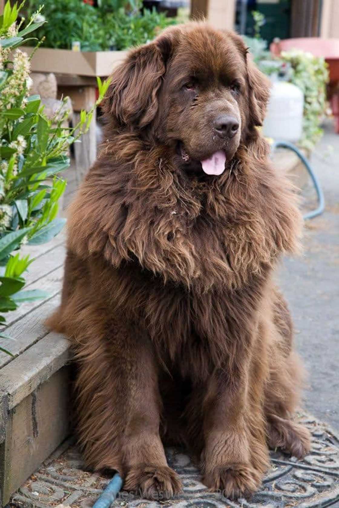 World's strongest dog breed World's strongest dog breed