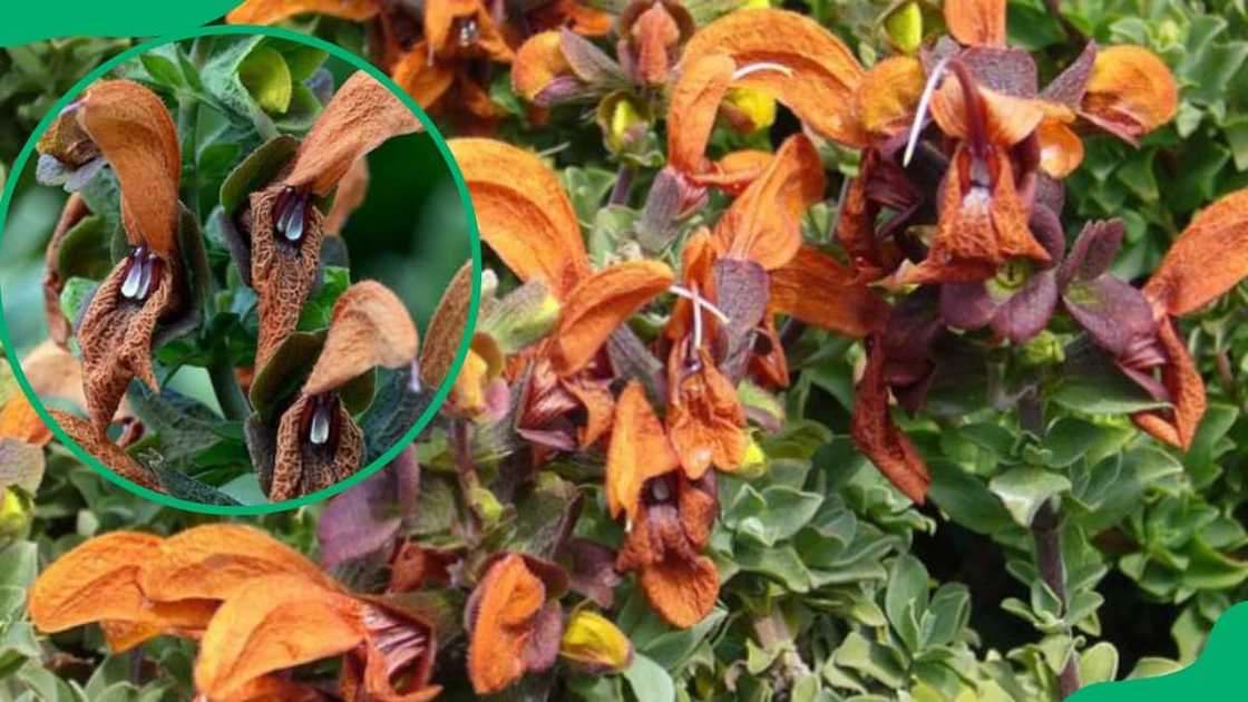 Indigenous South African flowers Indigenous South African flowers