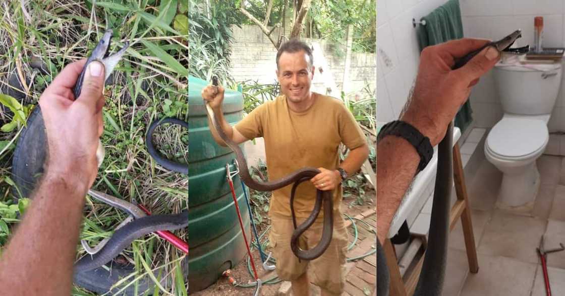Snakes, black mambas Snakes, black mambas