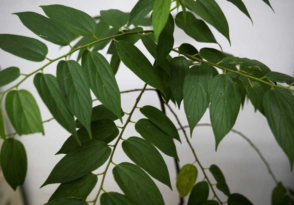 View of the Trema micrantha blume plant, a fast-growing plant that is native to the Americas where it is widespread and often considered a weed View of the Trema micrantha blume plant, a fast-growing plant that is native to the Americas where it is widespread and often considered a weed