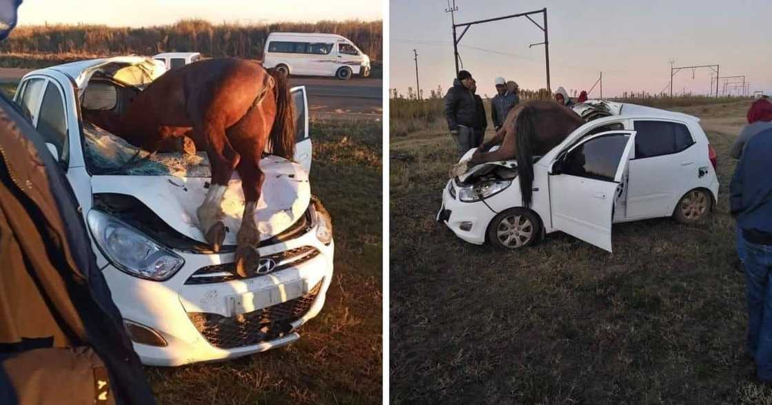 Ground Beef! A Massive Horse Strays Into the Road and Gets Hit by Hyundai i10 in Gauteng Causing Massive Crash Ground Beef! A Massive Horse Strays Into the Road and Gets Hit by Hyundai i10 in Gauteng Causing Massive Crash