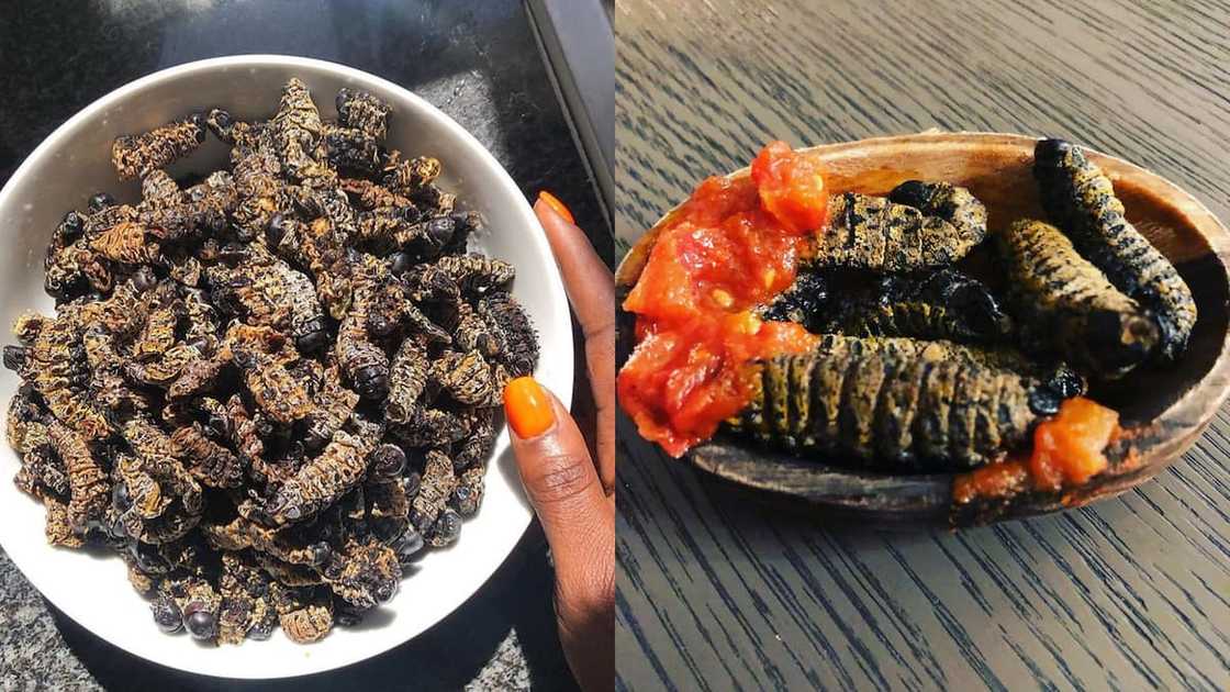 Mopane Mopane