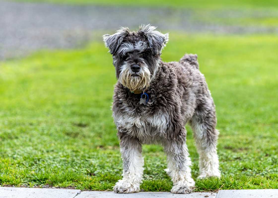 Miniature Schnauzer standing in a field.