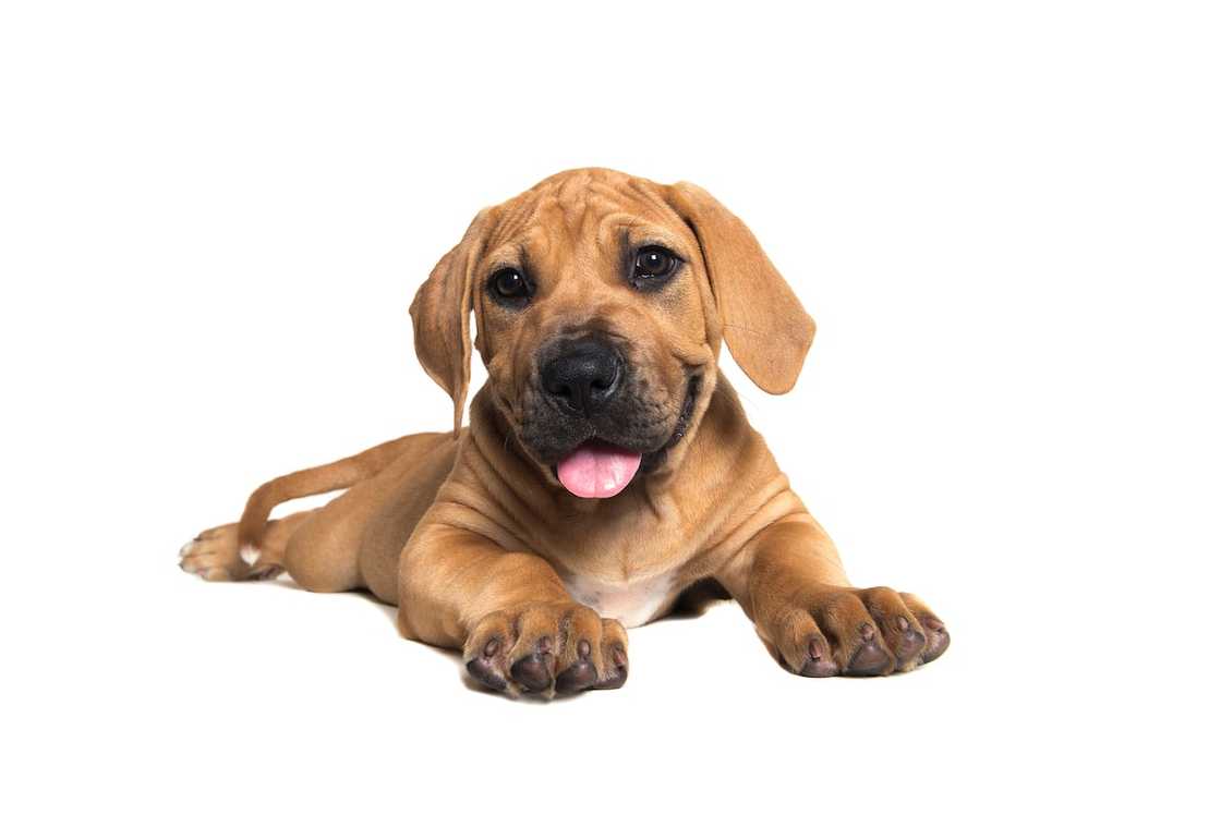 How much are South African Boerboel puppies? How much are South African Boerboel puppies?