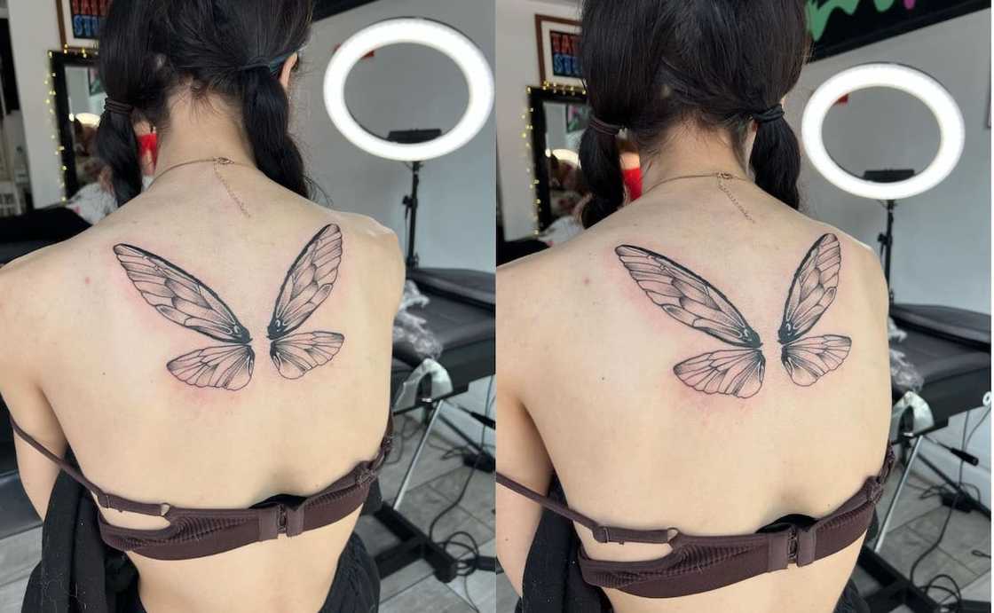 Butterfly wings