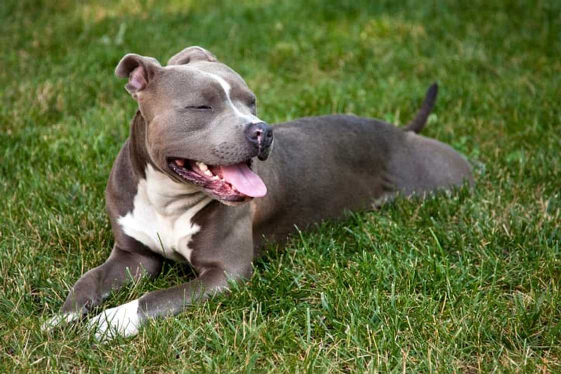 Why are Staffordshire bull terriers dangerous? Why are Staffordshire bull terriers dangerous?