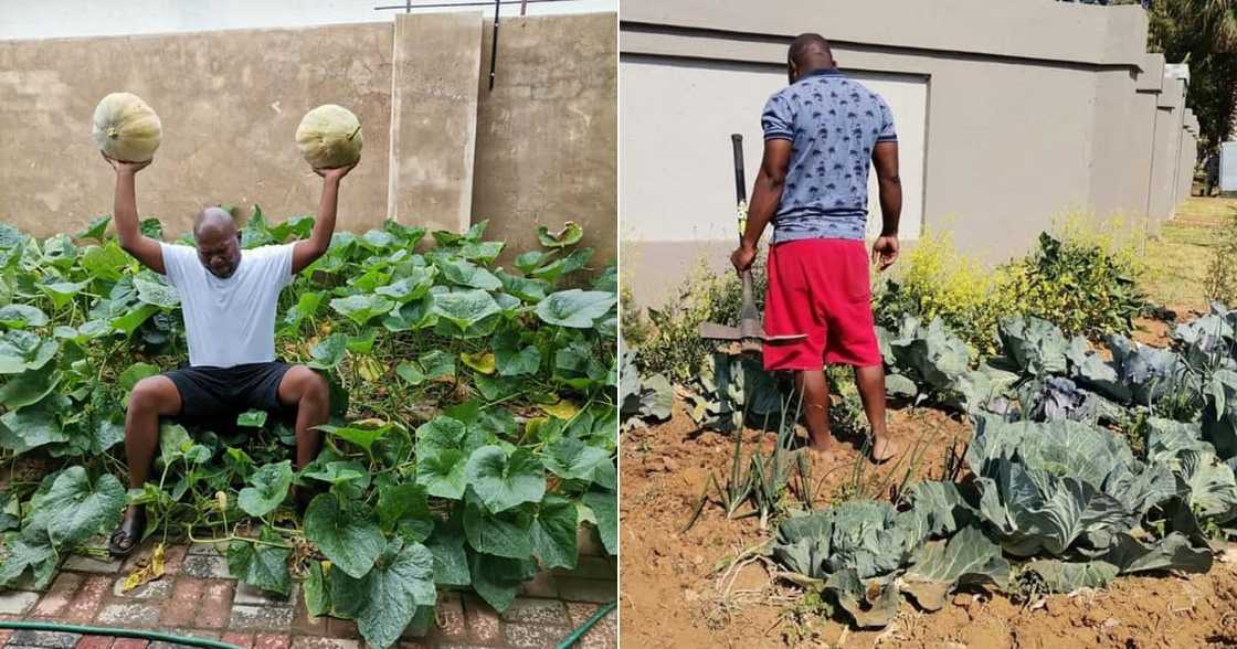 Tshwane Man, vegetable garden, police, fine, by-laws, JOe Nkuna Tshwane Man, vegetable garden, police, fine, by-laws, JOe Nkuna
