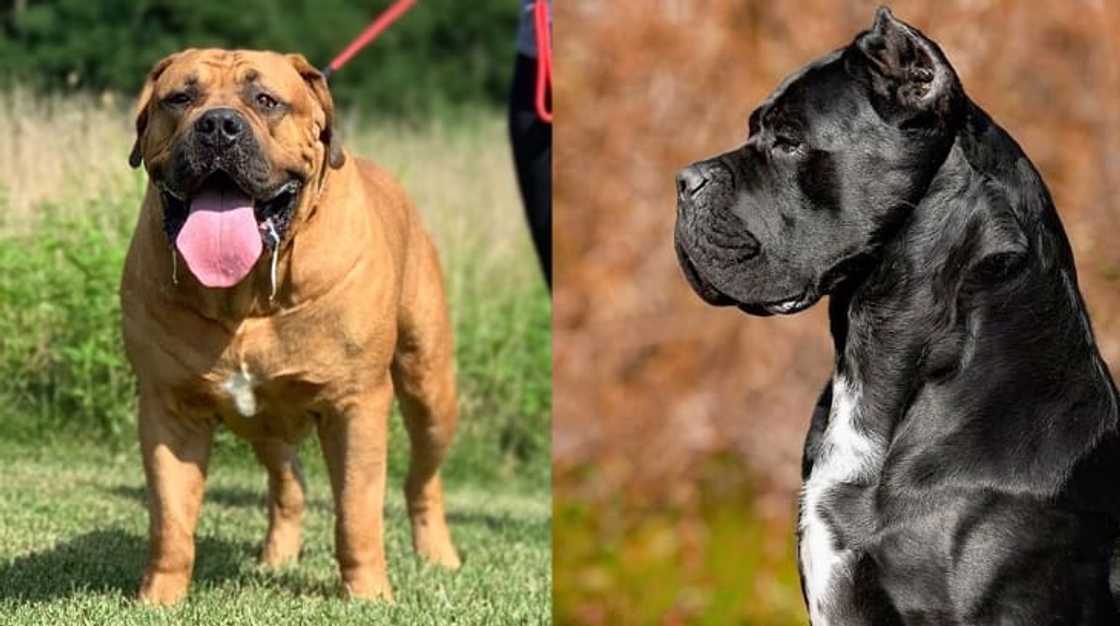 most dangerous dogs most dangerous dogs