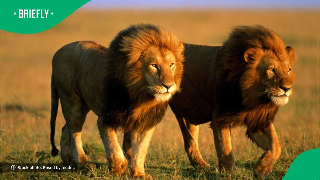 Two lions went viral after chasing a vehicle Two lions went viral after chasing a vehicle