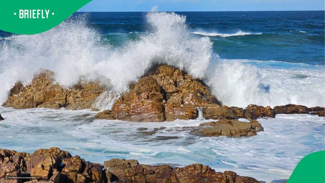 Mossel Bay sea creatures amaze South Africa Mossel Bay sea creatures amaze South Africa