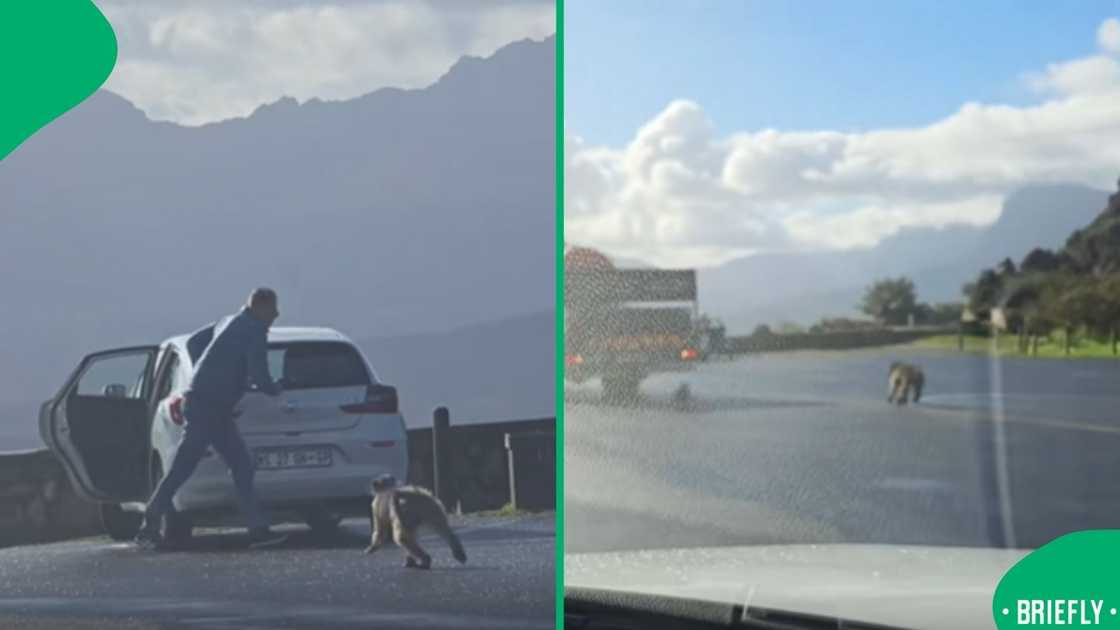 The picture on the right showed a baboon running on the road