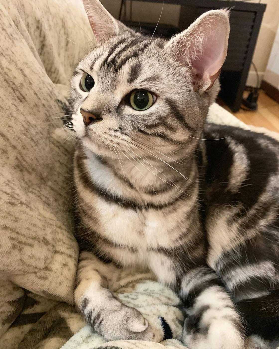 Most expensive cats prices Most expensive cats prices