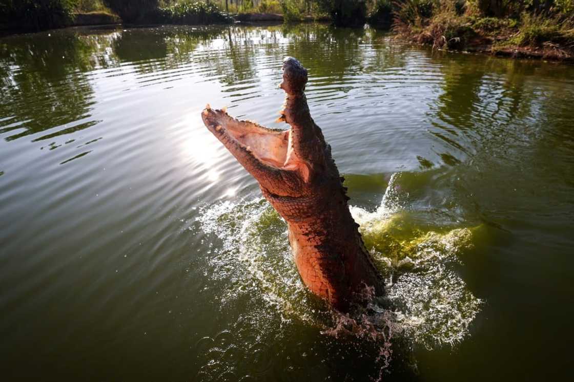 Before government protection in the 1970s, an estimated 98 per cent of the wild saltwater crocodile population had disappeared in the Northern Territory