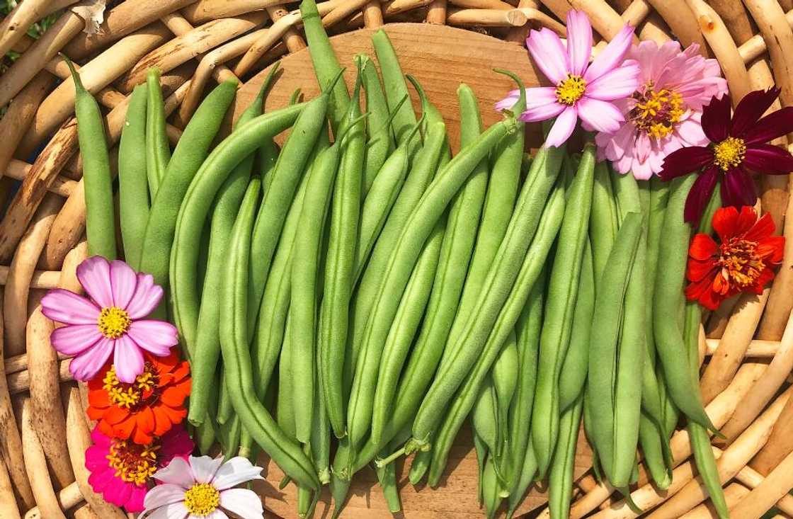 bush beans are among the most profitable vegetables to grow in South Africa bush beans are among the most profitable vegetables to grow in South Africa