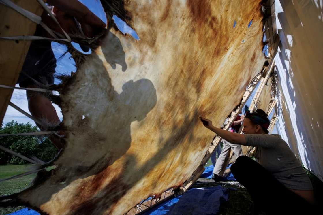 Tarryn Cardinal scrapes a moose hide during the 'pahekinohewin' tanning process at University nuhelt'ine tahiyots'i nistameyimakanak Blue Quills in St Paul, Alberta, Canada Tarryn Cardinal scrapes a moose hide during the 'pahekinohewin' tanning process at University nuhelt'ine tahiyots'i nistameyimakanak Blue Quills in St Paul, Alberta, Canada