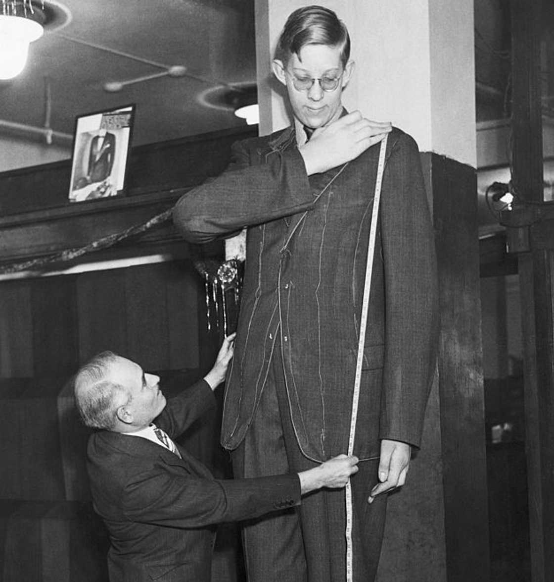 Tailor Sol Winkelman measuring Robert Wadlow Tailor Sol Winkelman measuring Robert Wadlow