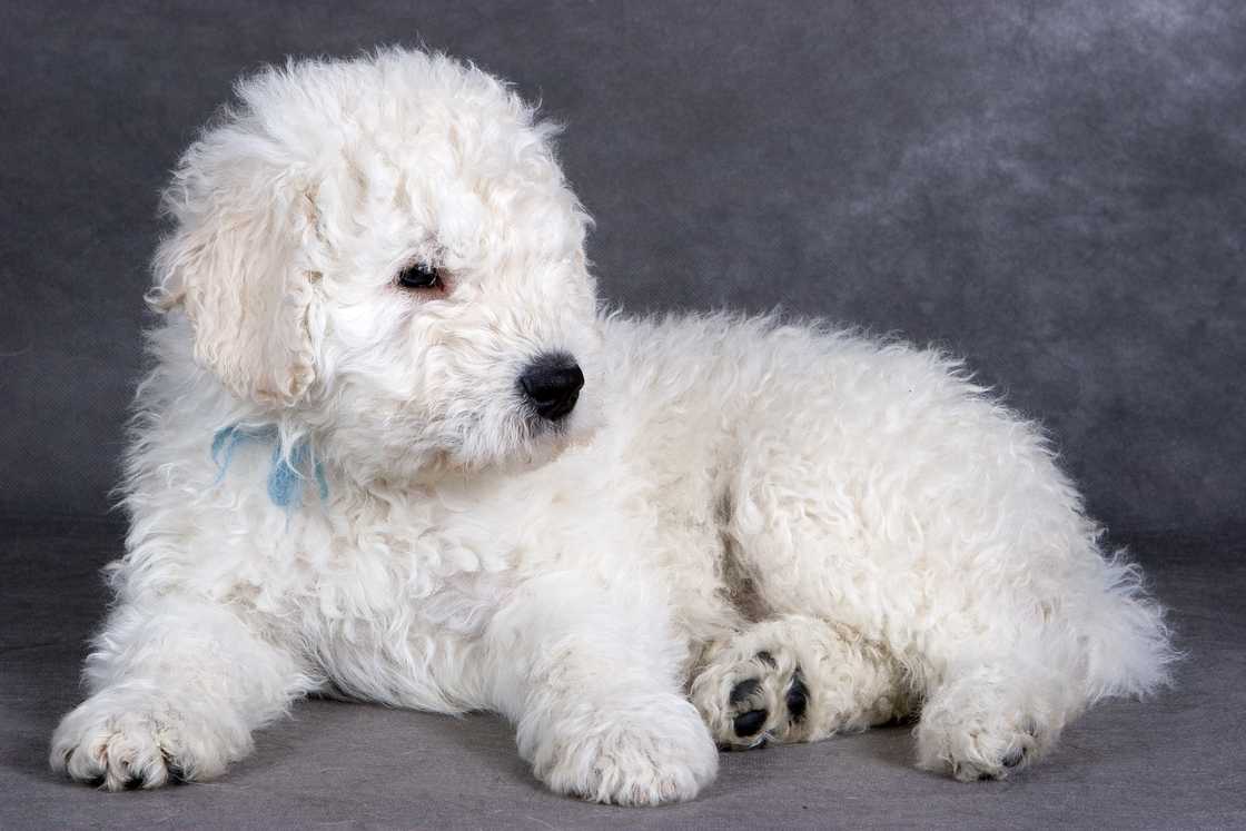 Komondor puppy on grey background.