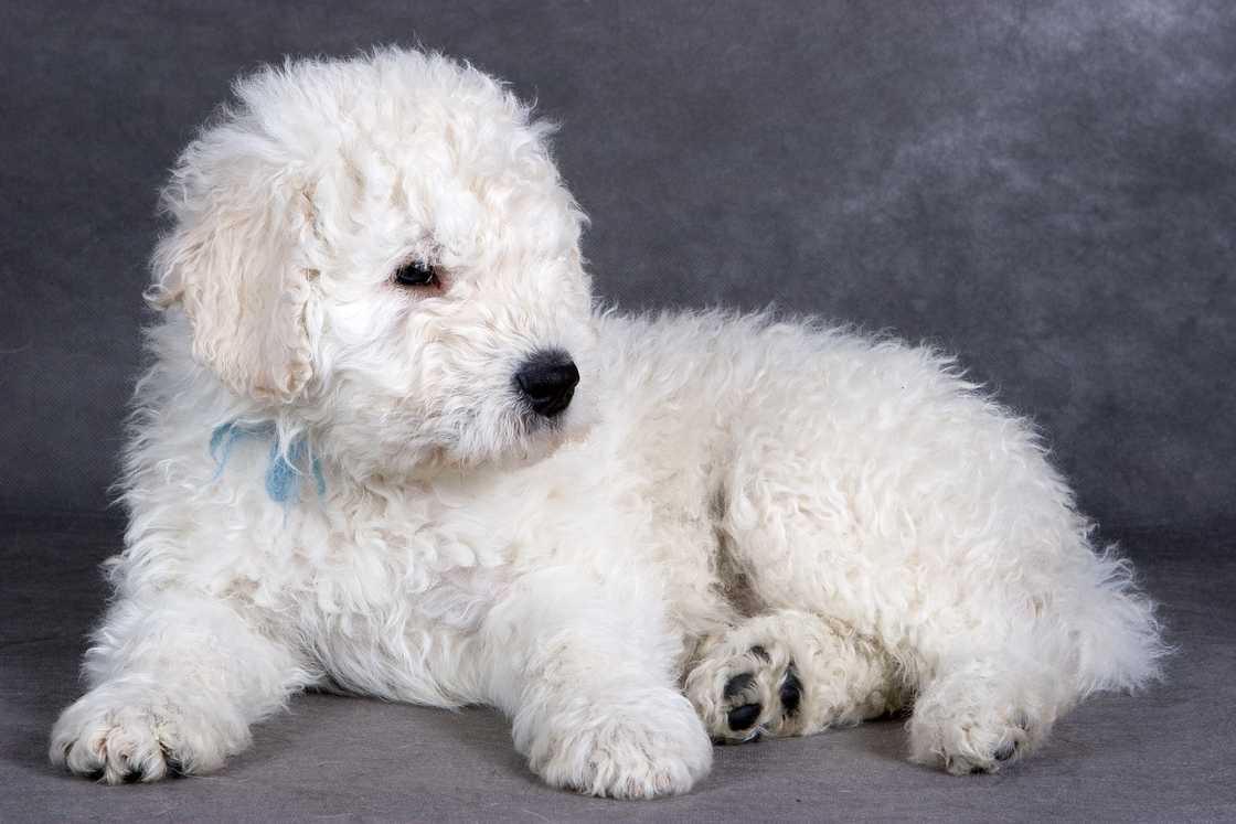 Komondor puppy on grey background. Komondor puppy on grey background.