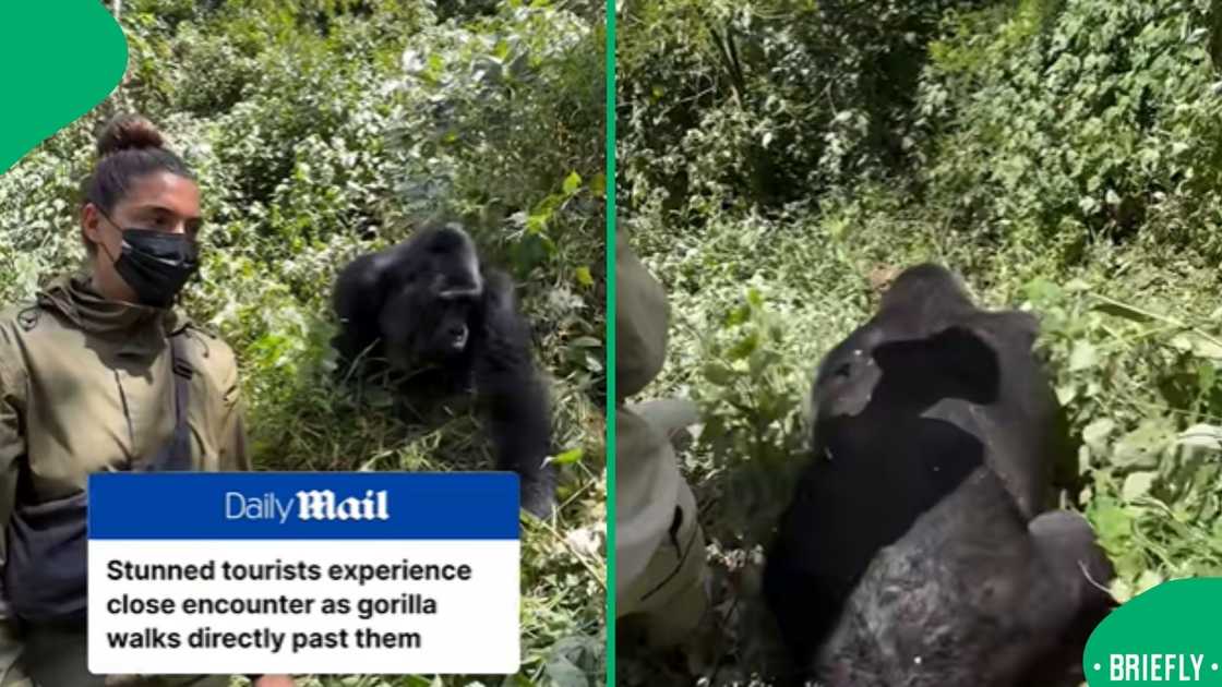 A split-screen news graphic juxtaposed a video still of a stunned, masked tourist observing a mountain gorilla on the left with a rear view of the massive animal sitting in the dense brush on the right