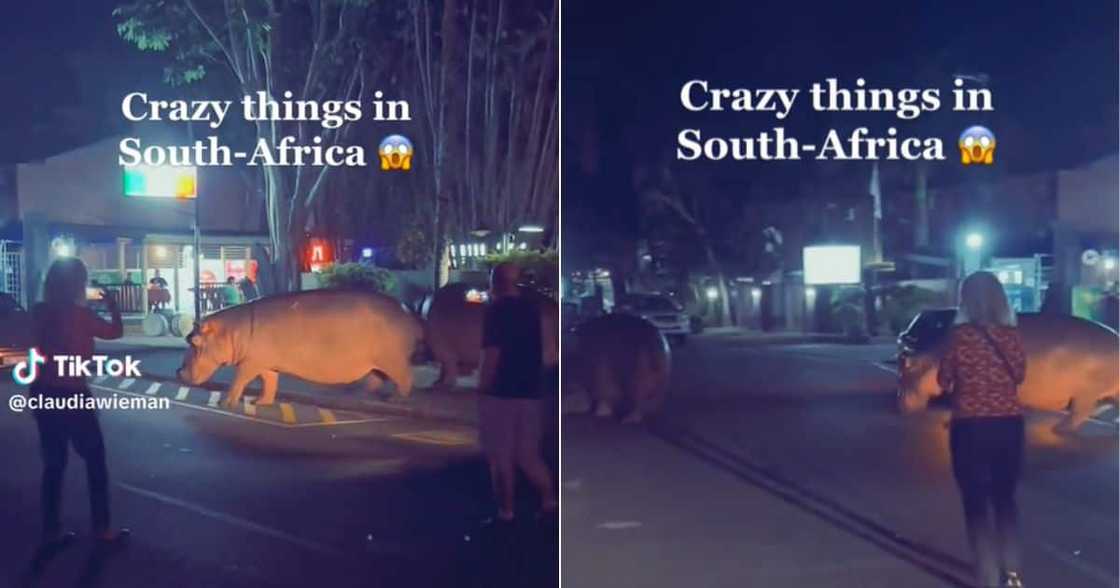 Hippos in Durban St Lucia crss orad in the cuty Hippos in Durban St Lucia crss orad in the cuty