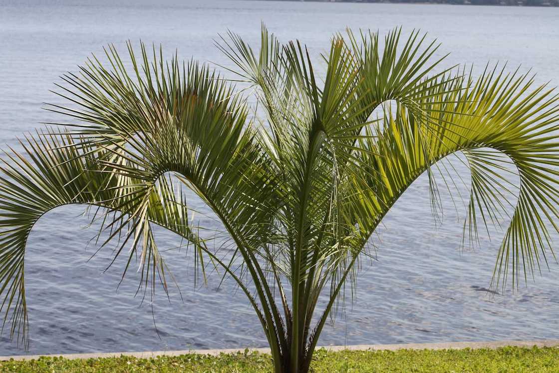 types of palm trees types of palm trees